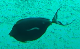 Naso elegans or Naso lituratus