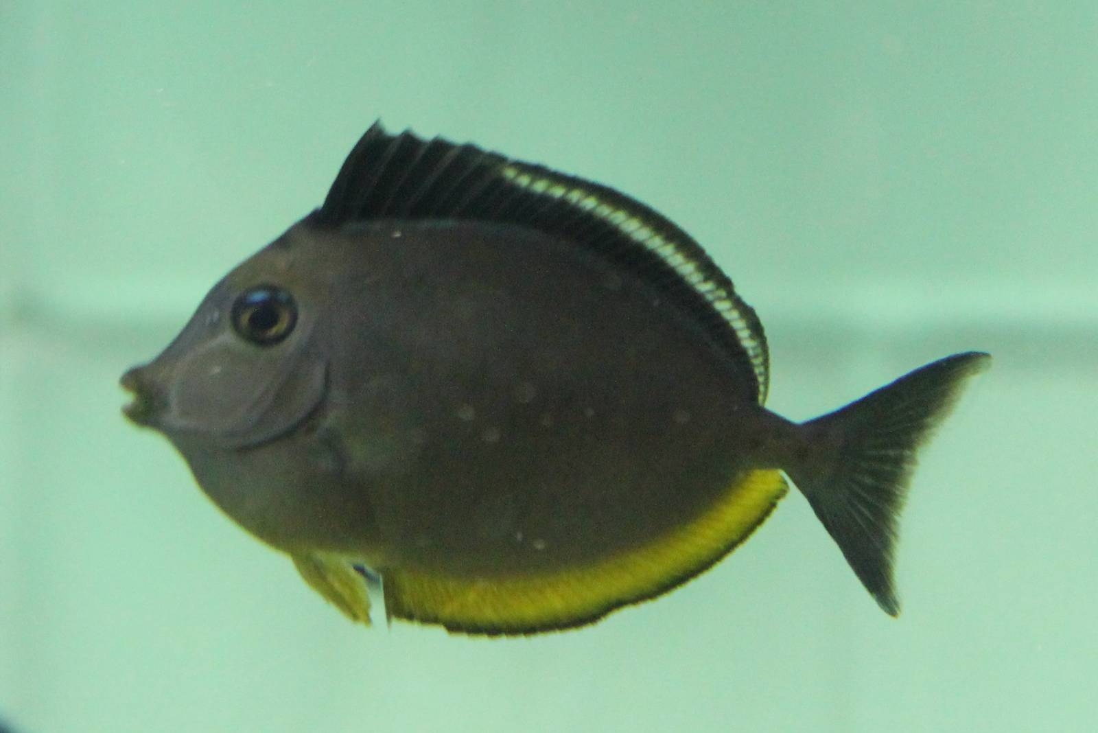 Naso lituratus juvenile