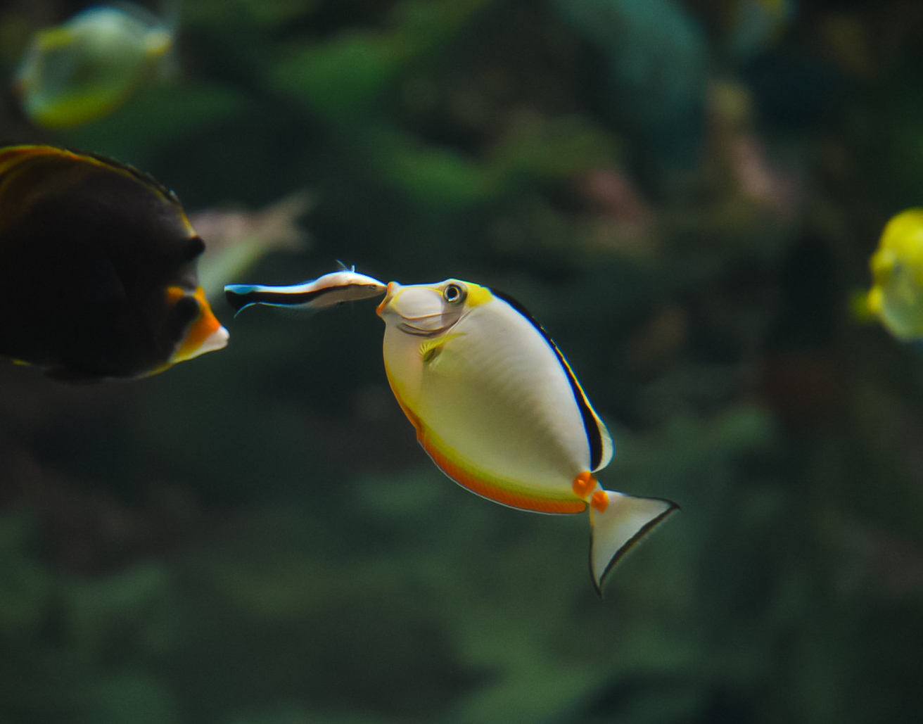 Naso Tang and Cleaner Wrasse
