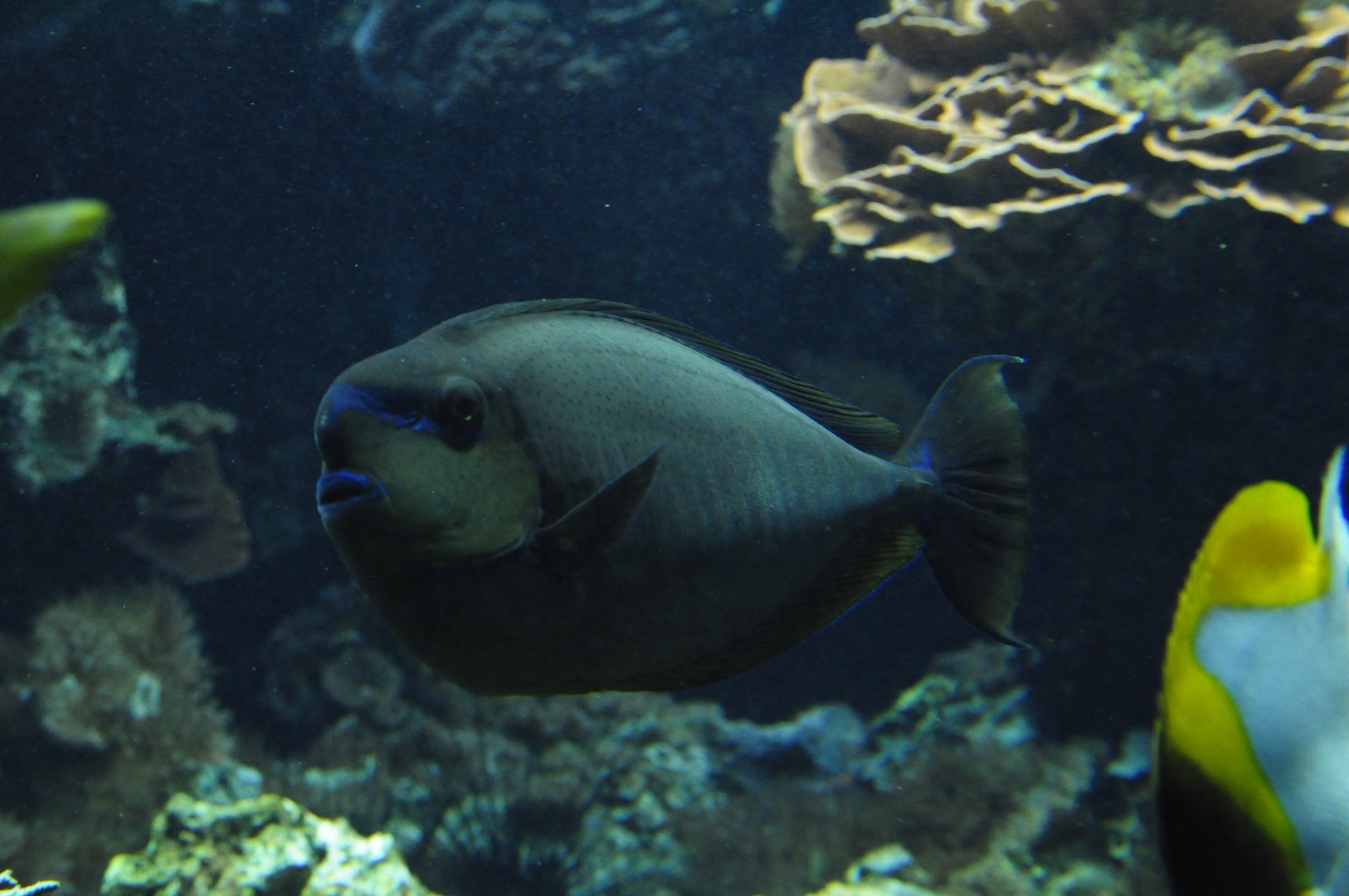 Naso vlamingii? - Tiergarten Schönbrunn