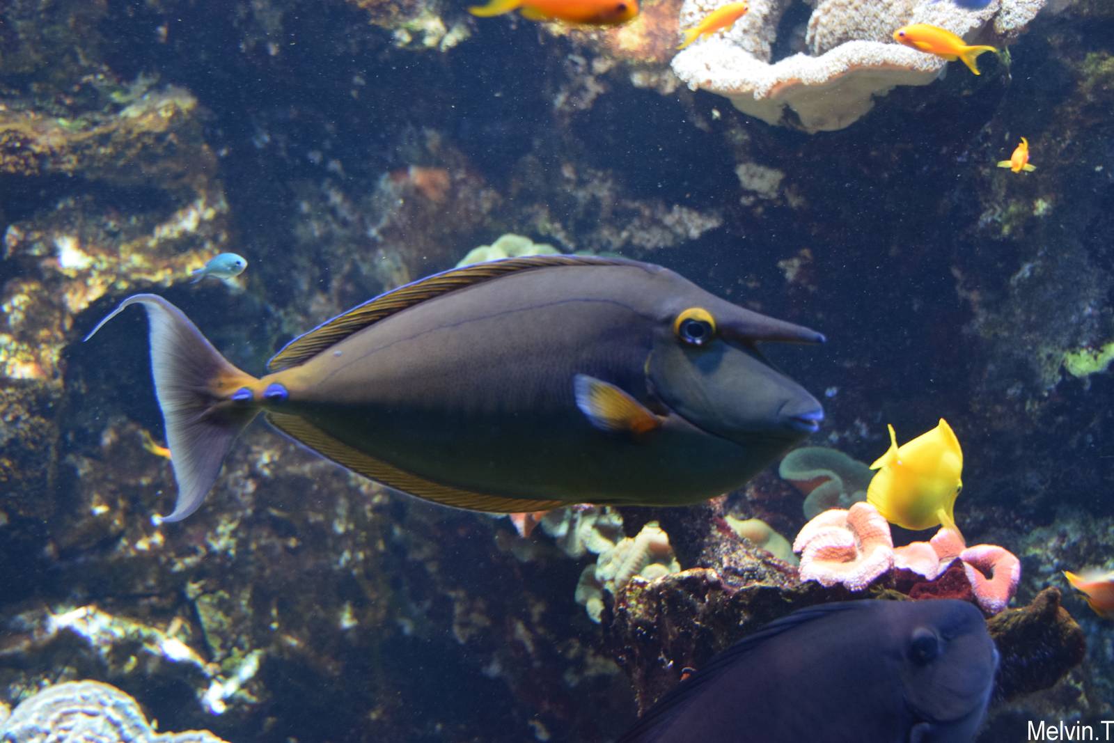 Nason ? ?perons bleus / Bluespine Unicornfish (Naso unicornis)