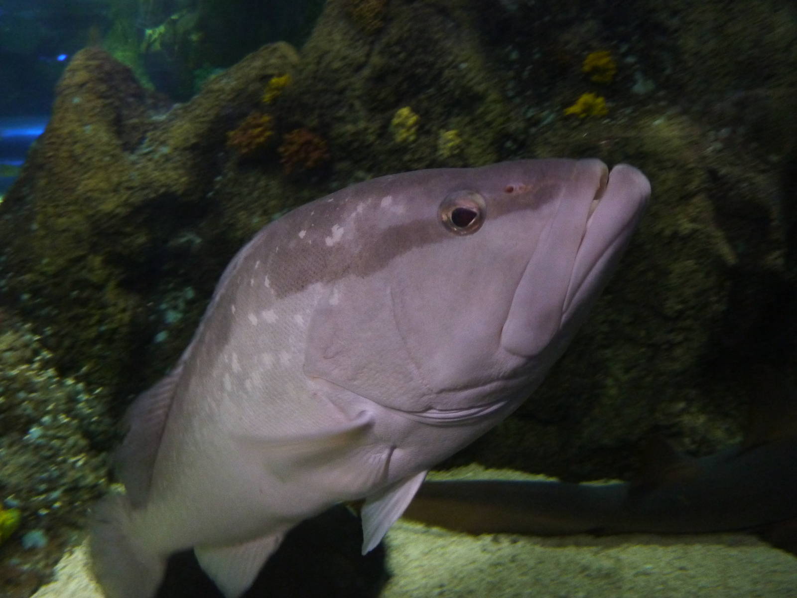 Nassau grouper, 8th Feb 2012