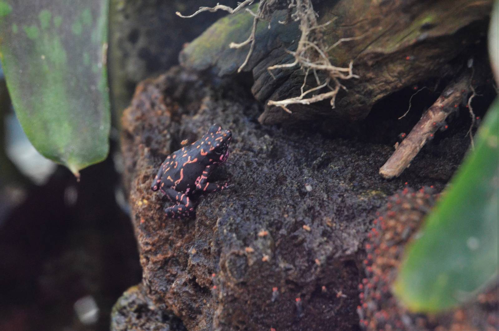 Nassau Harlequin Toad at Zurich Zoo, 12/09/16