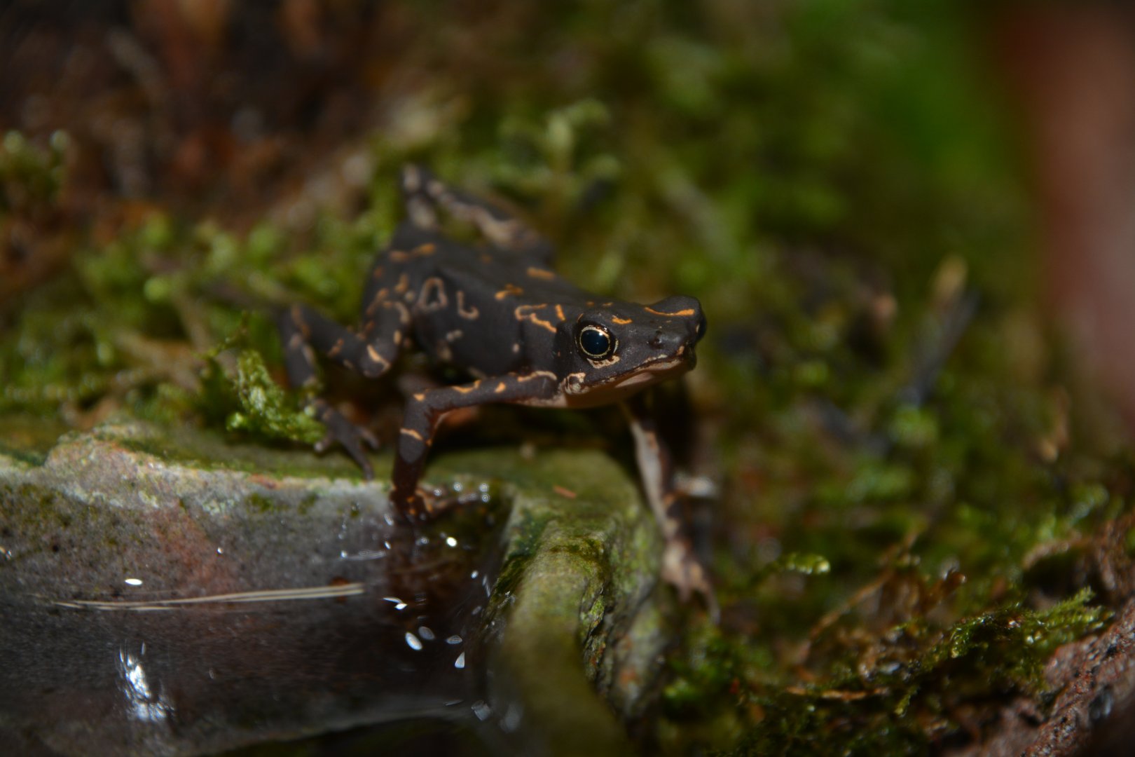 Nassau harlequin toad (Atelopus hoogmoedi nassaui)
