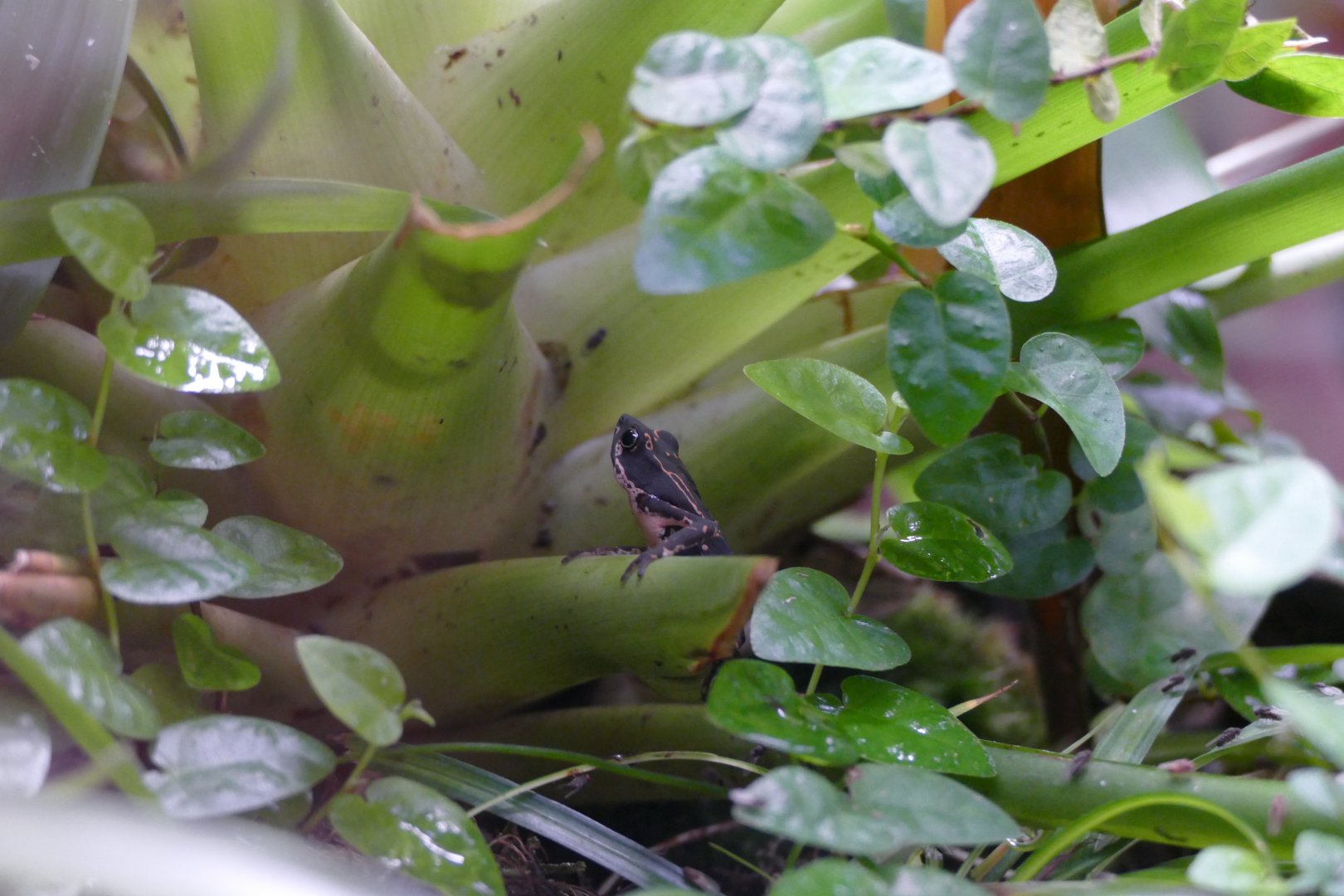 Nassau Plateau stubfoot toad