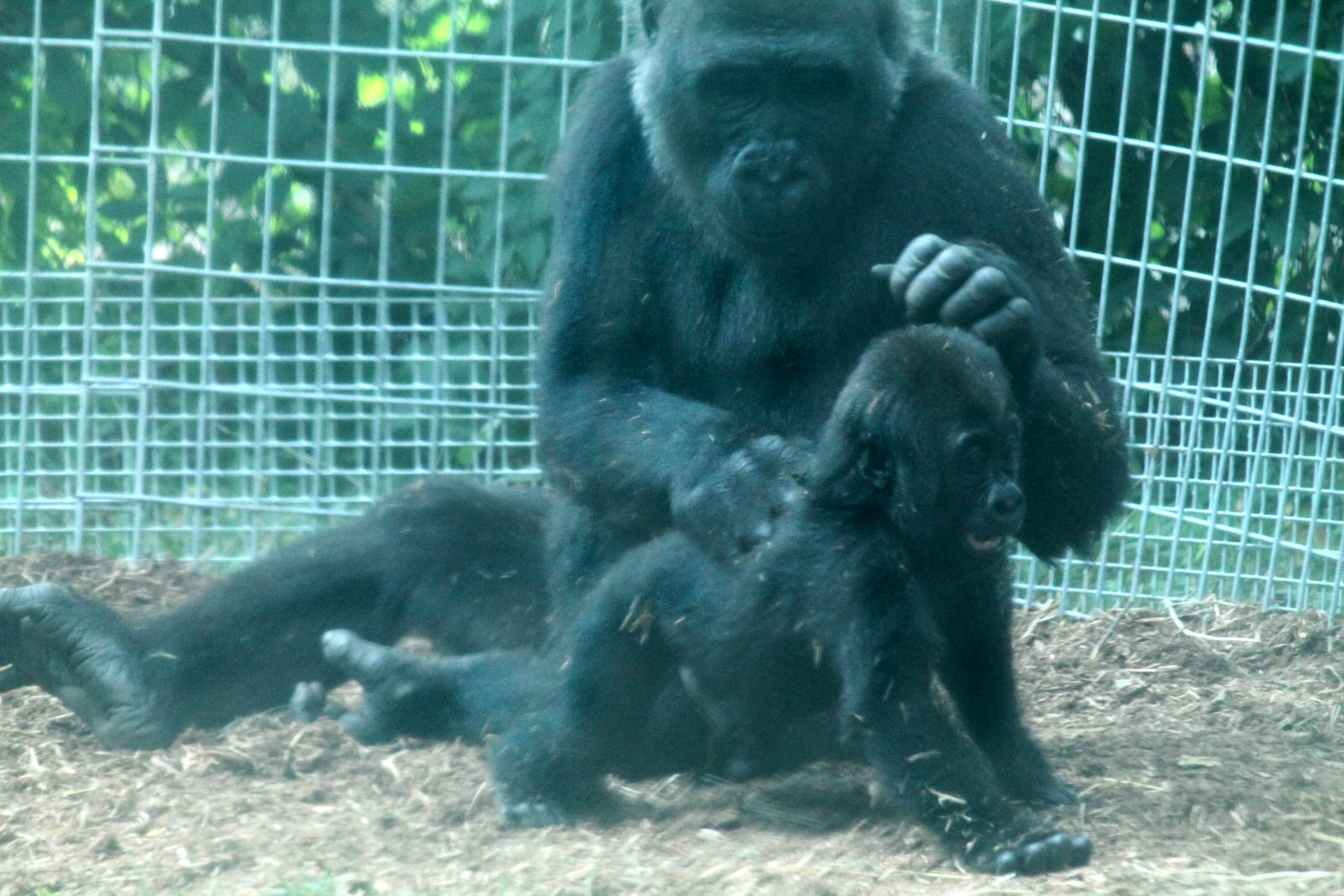 Nassir and Nneka paying