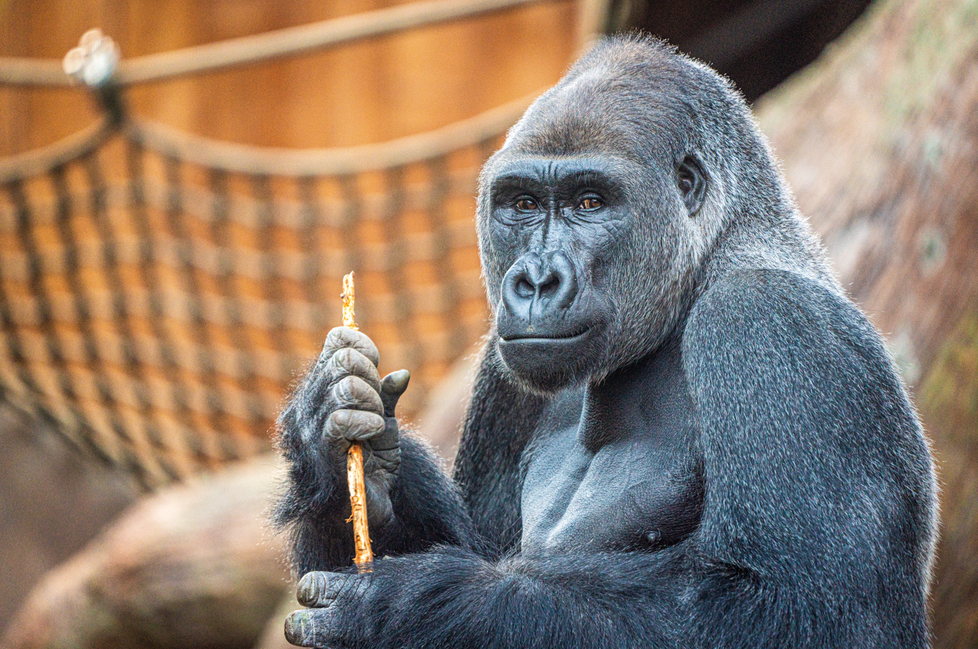 Nassir the male Western Lowland Gorilla