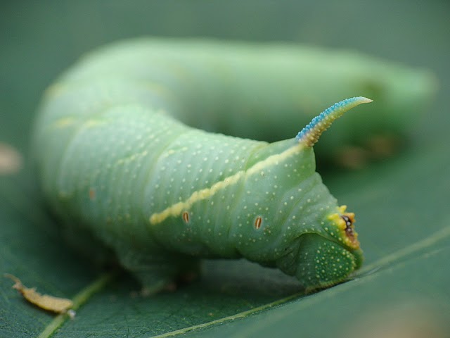 Nastrosz półpawik (Smerinthus ocellatus)