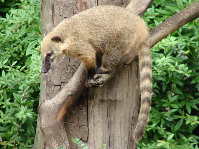 Nasua narica / White-nosed coati (female)
