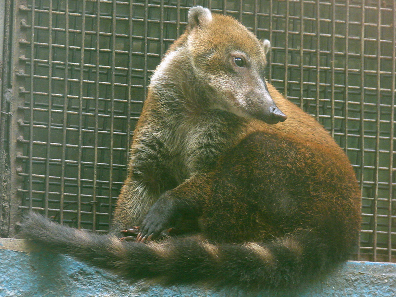 Nasua nasua dorsalis / Amazonian Coati (male)