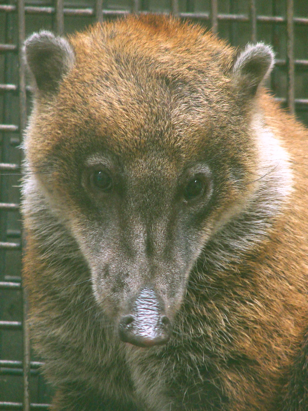 Nasua nasua dorsalis / Amazonian Coati (male)