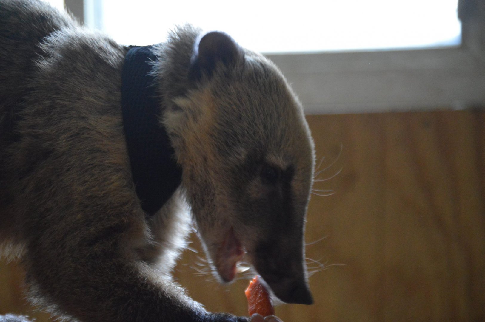 Nasua nasua - Safari Lake Geneva