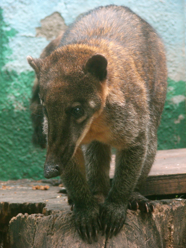 Nasua nasua vittata / Guyanan Coati