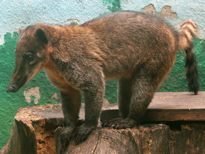 Nasua nasua vittata / Guyanan Coati