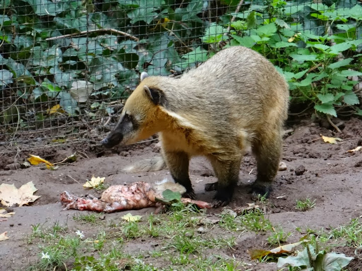 Nasua nasua