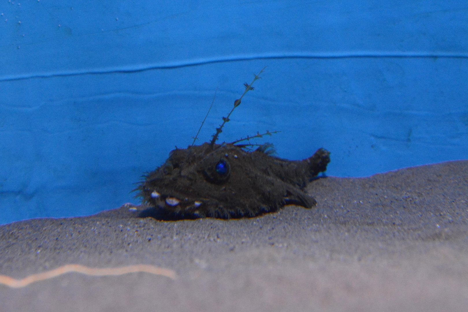 Natal angler (Lophiodes insidiator)