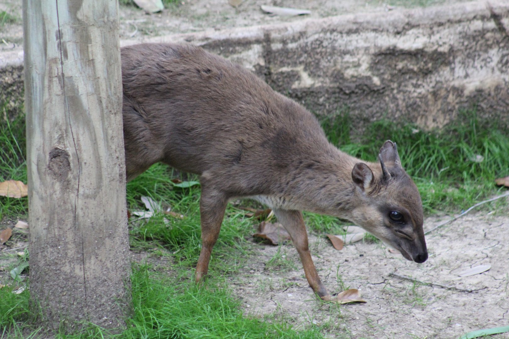 Natal Blue Duiker