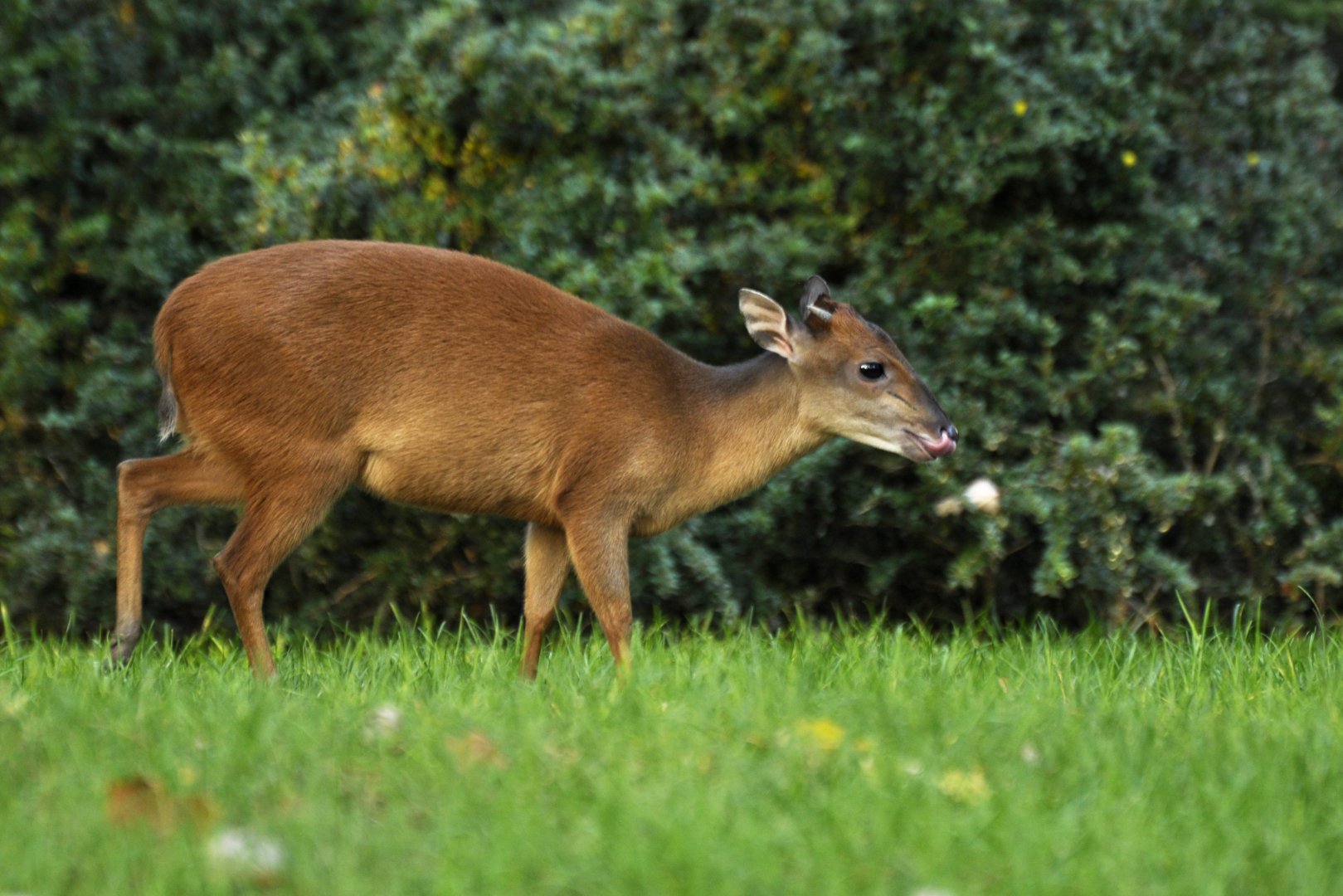 Natal duiker (Cephalophus natalensis)