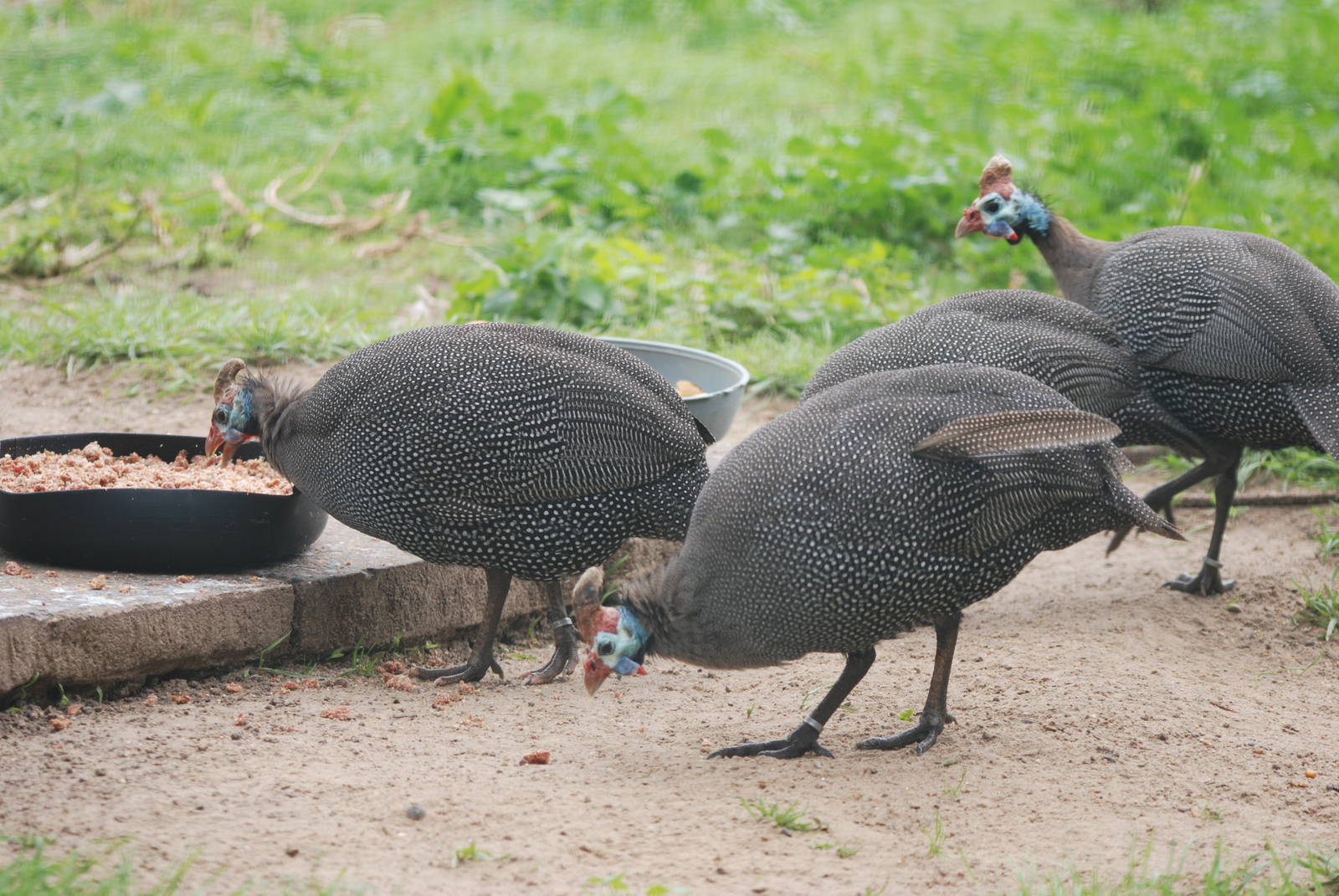 Natal Helmeted Guineafowl at Tierpark Berlin, 30/08/11