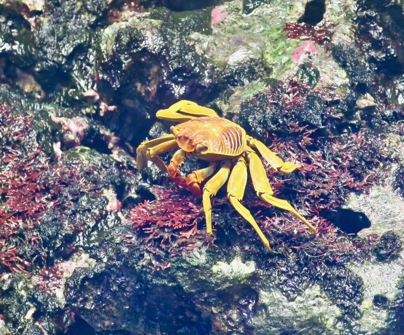 Natal Lightfoot Crab (Grapsus tenuicrustatus)