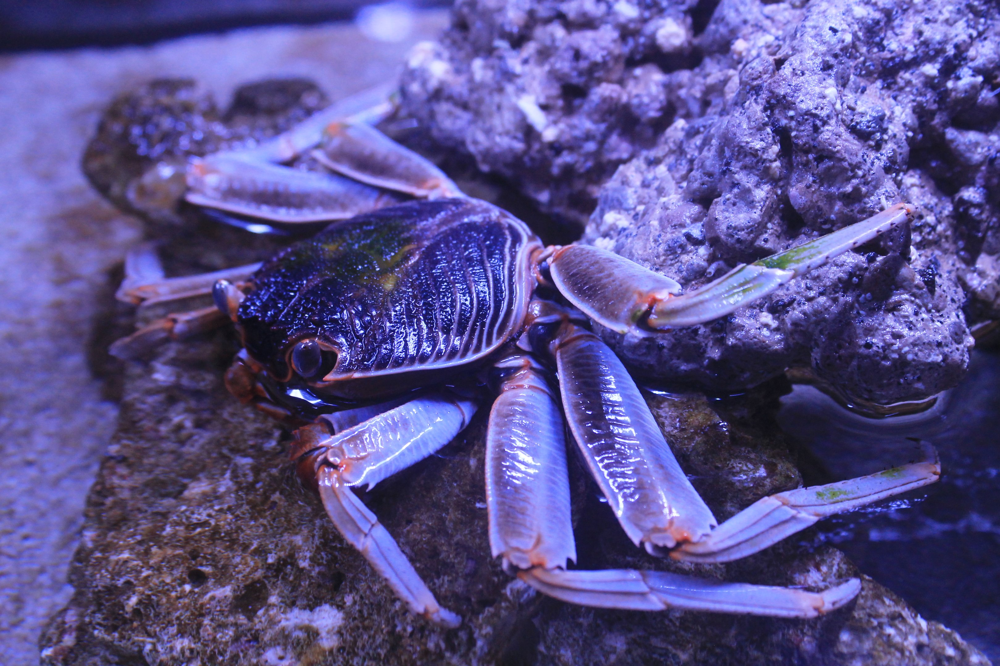 Natal Lightfoot Crab (Grapsus tenuicrustatus)