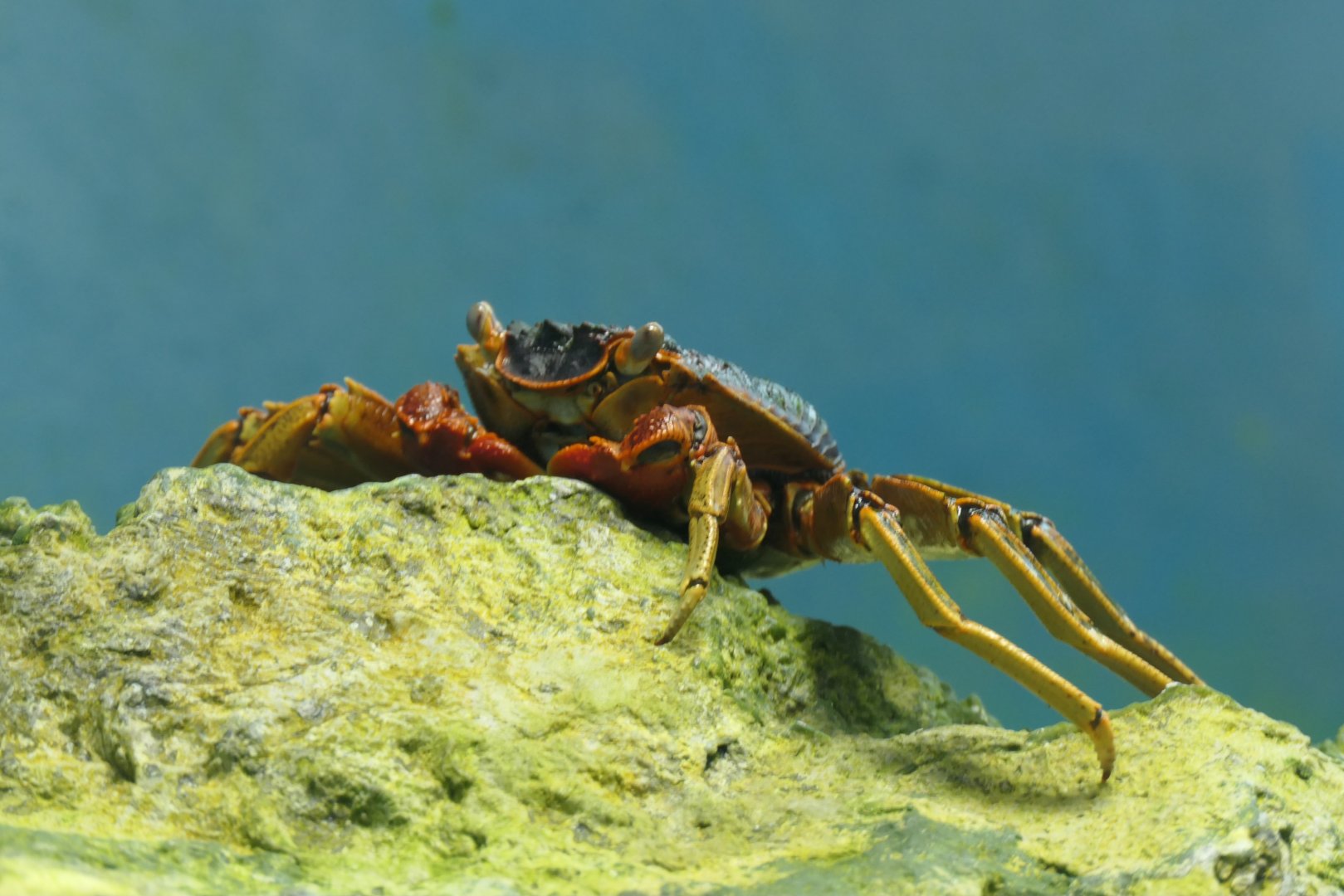 Natal Lightfoot Crab (Grapsus tenuicrustatus)