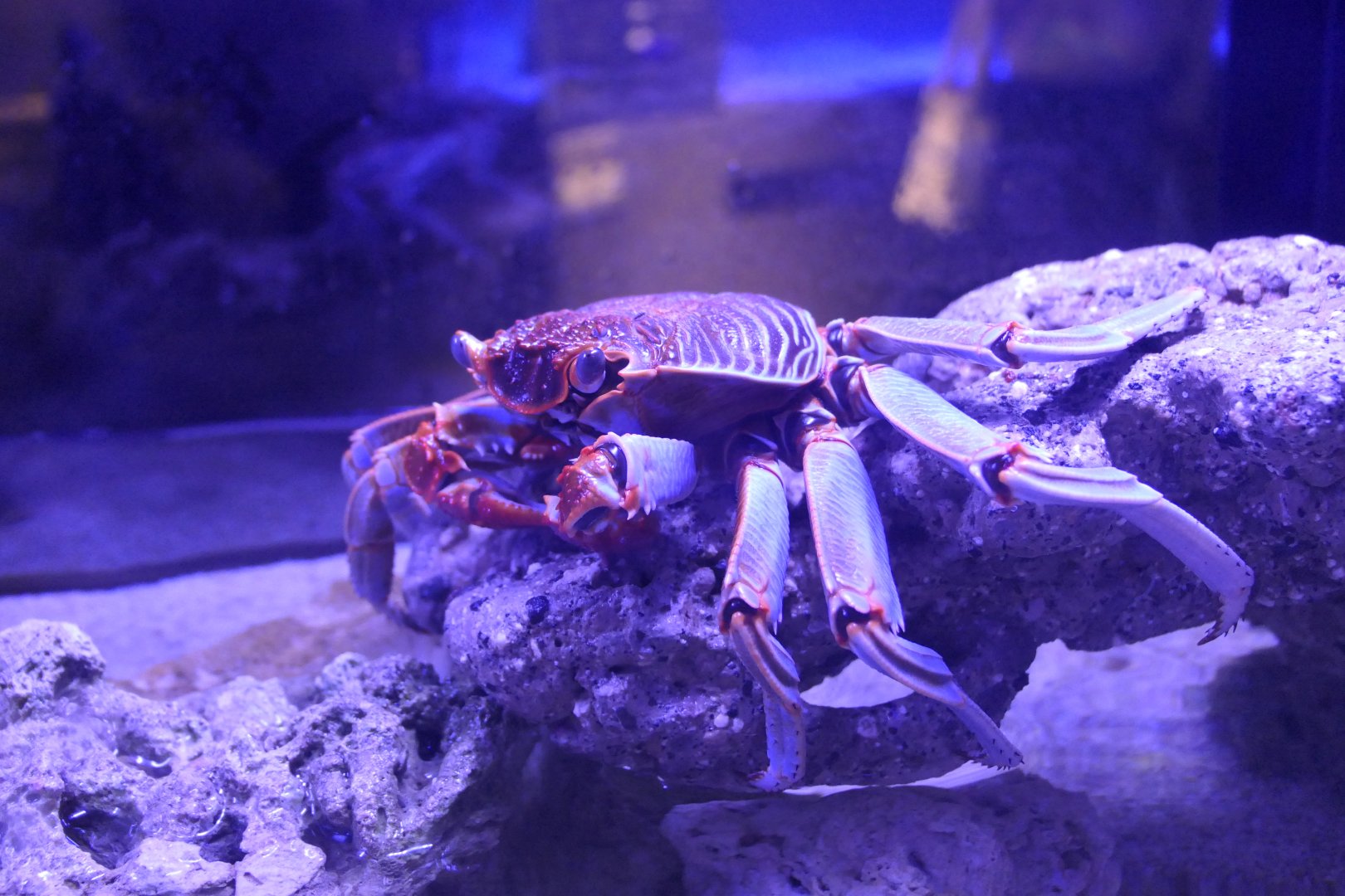 Natal Lightfoot Crab (Grapsus tenuicrustratus)