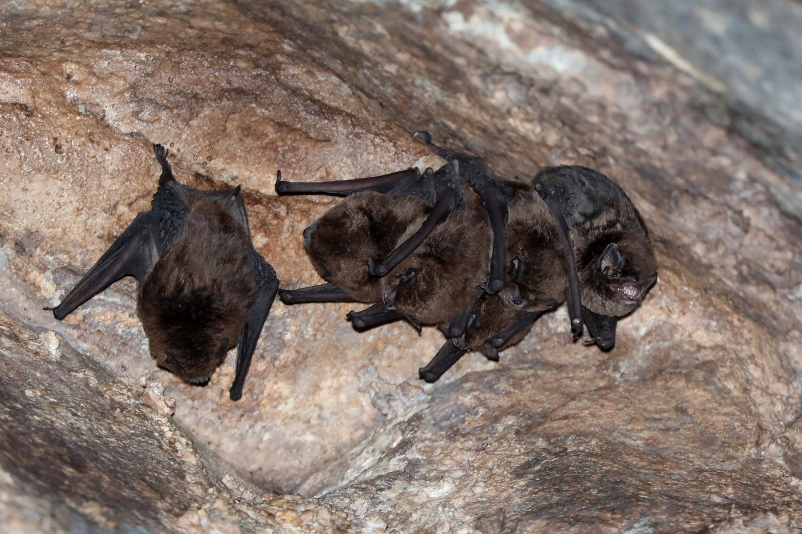 Natal long-fingered bat (Miniopterus natalensis)