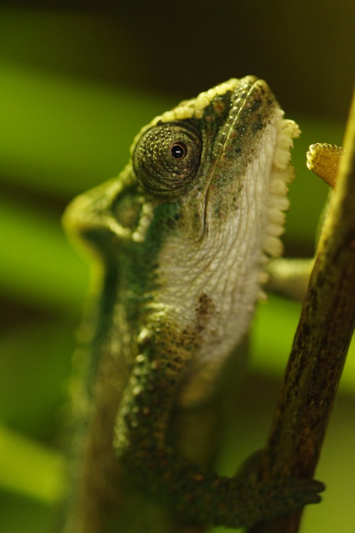 Natal Midlands dwarf chameleon (Bradypodion thamnobates)