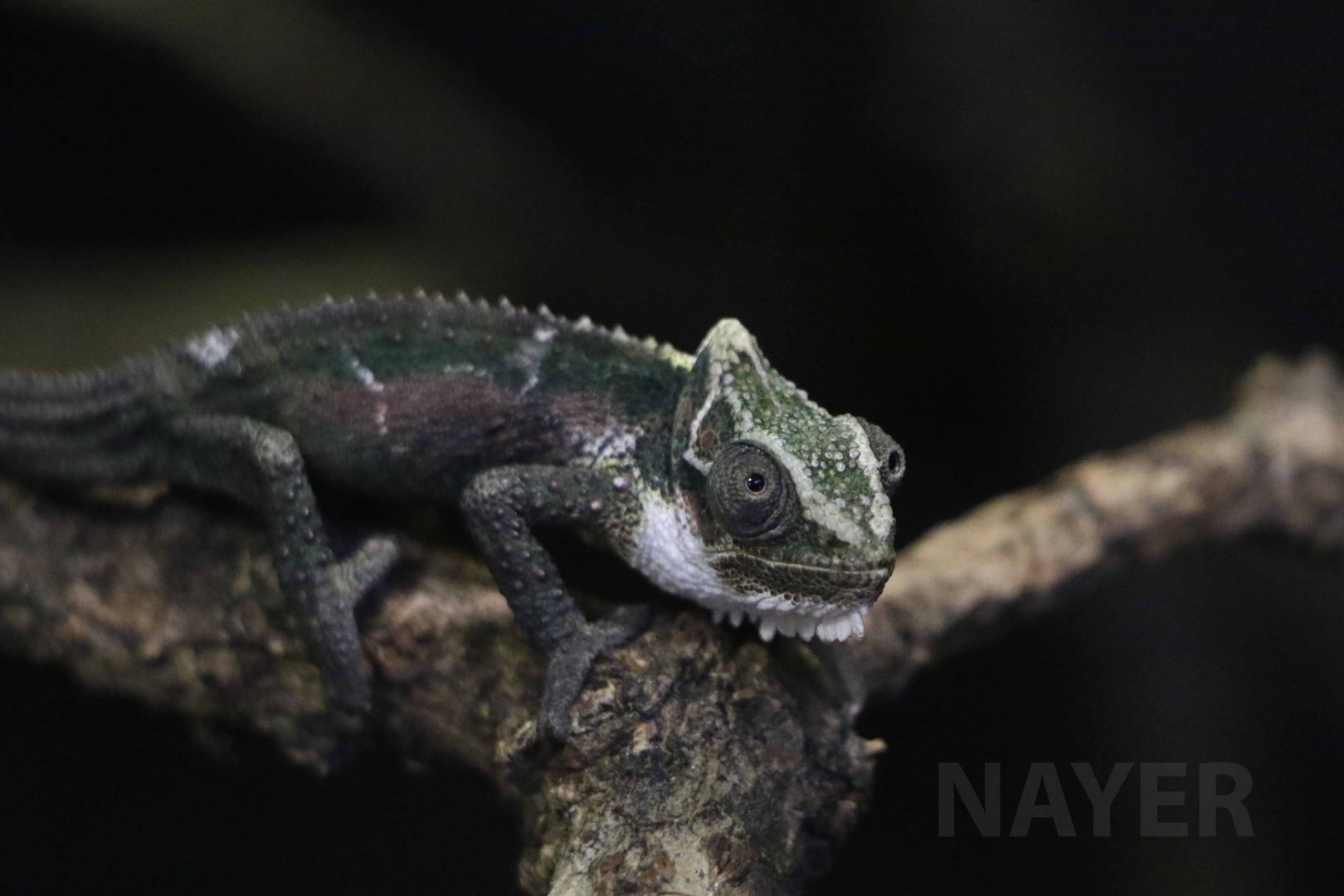 Natal Midlands dwarf chameleon, December 2017