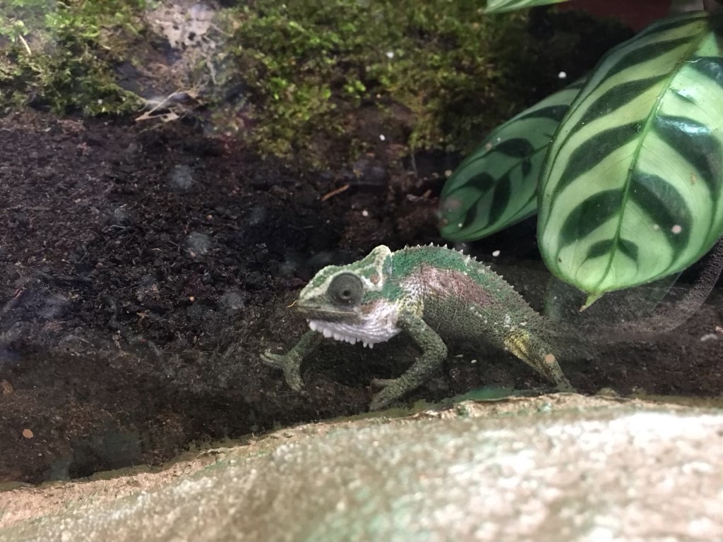 Natal Midlands dwarf Chameleon