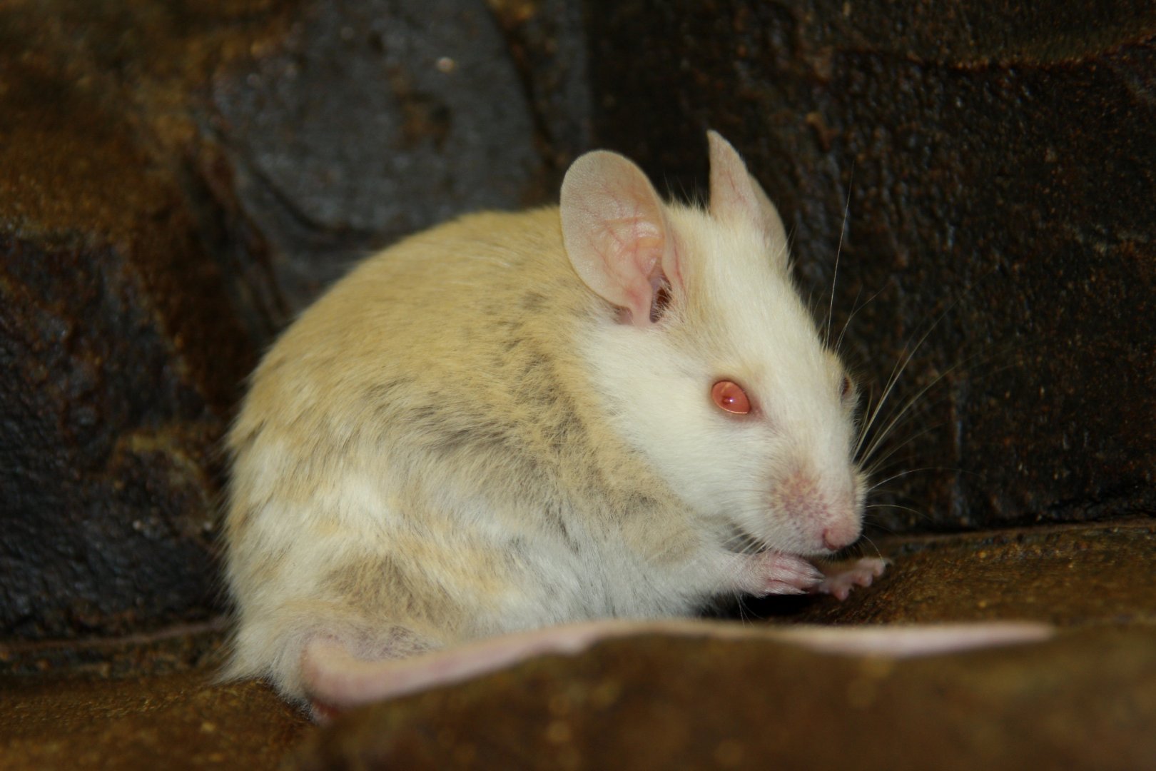 Natal multimammate mouse (Mastomys natalensis) 2010