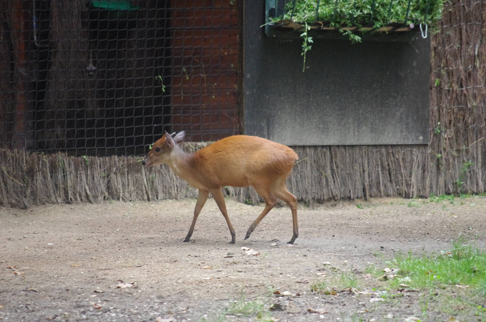 Natal or Red Duiker