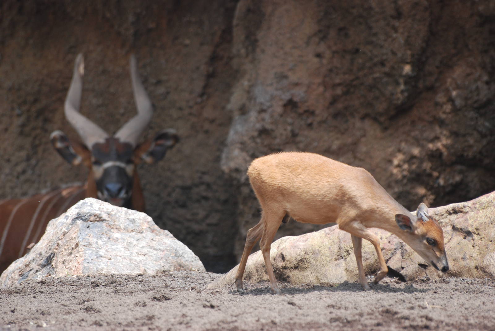 Natal Red Duiker at Bioparc Valencia, 28/05/11