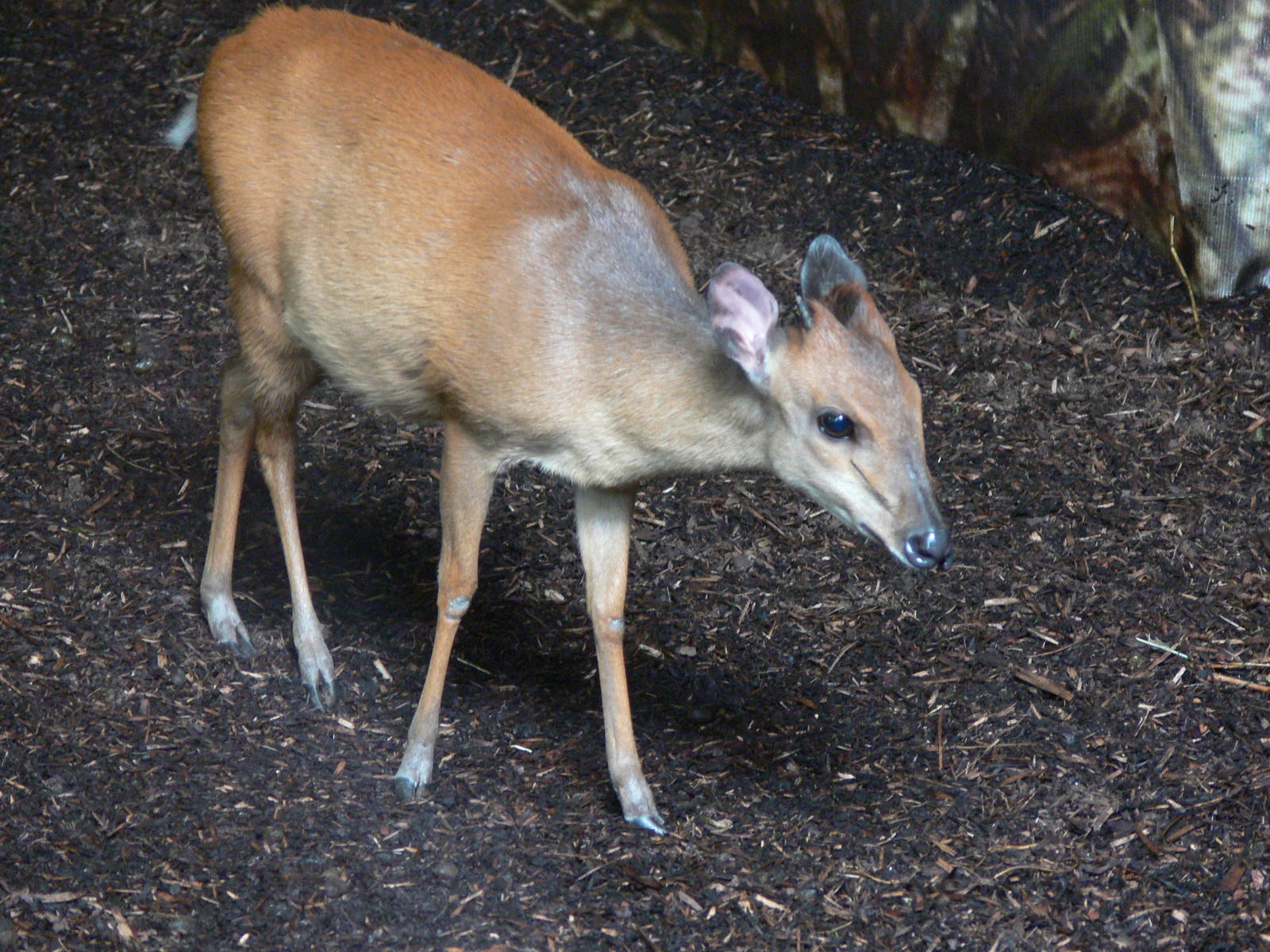 Natal Red Duiker at Chester, 23/07/14