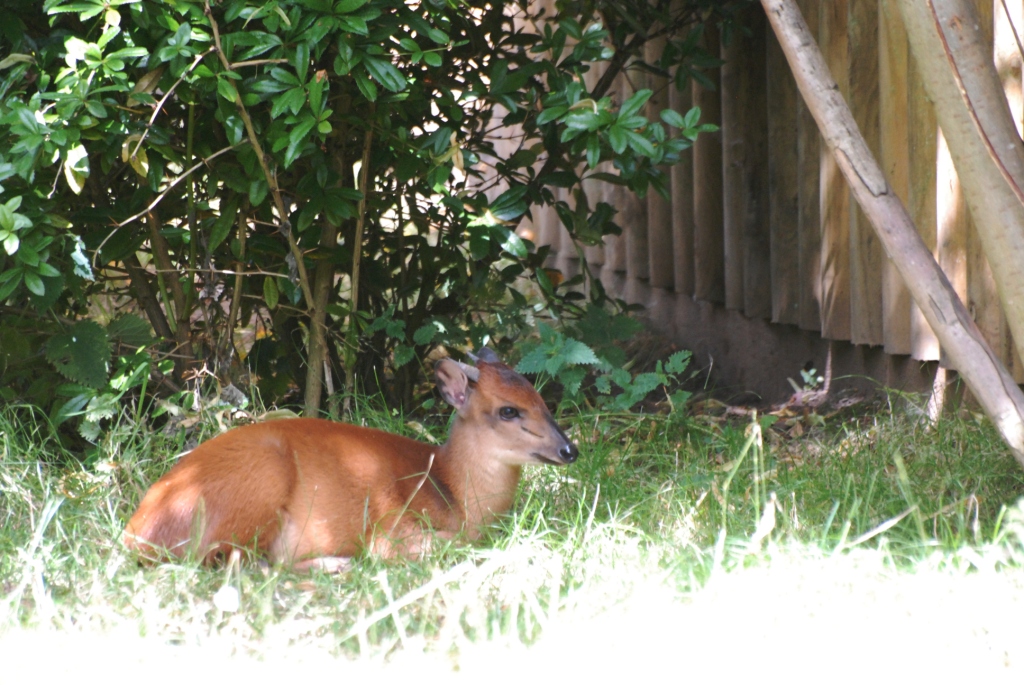 Natal Red Duiker at Chester, 27/07/14
