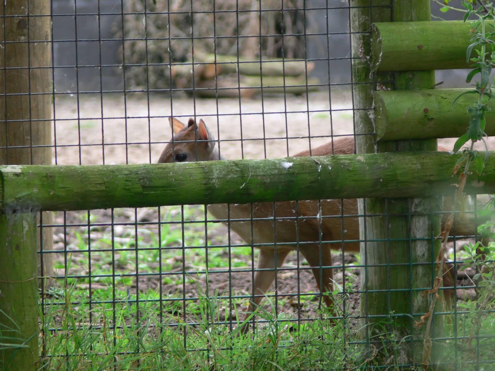 Natal Red Duiker at Chester Zoo, 28/08/13