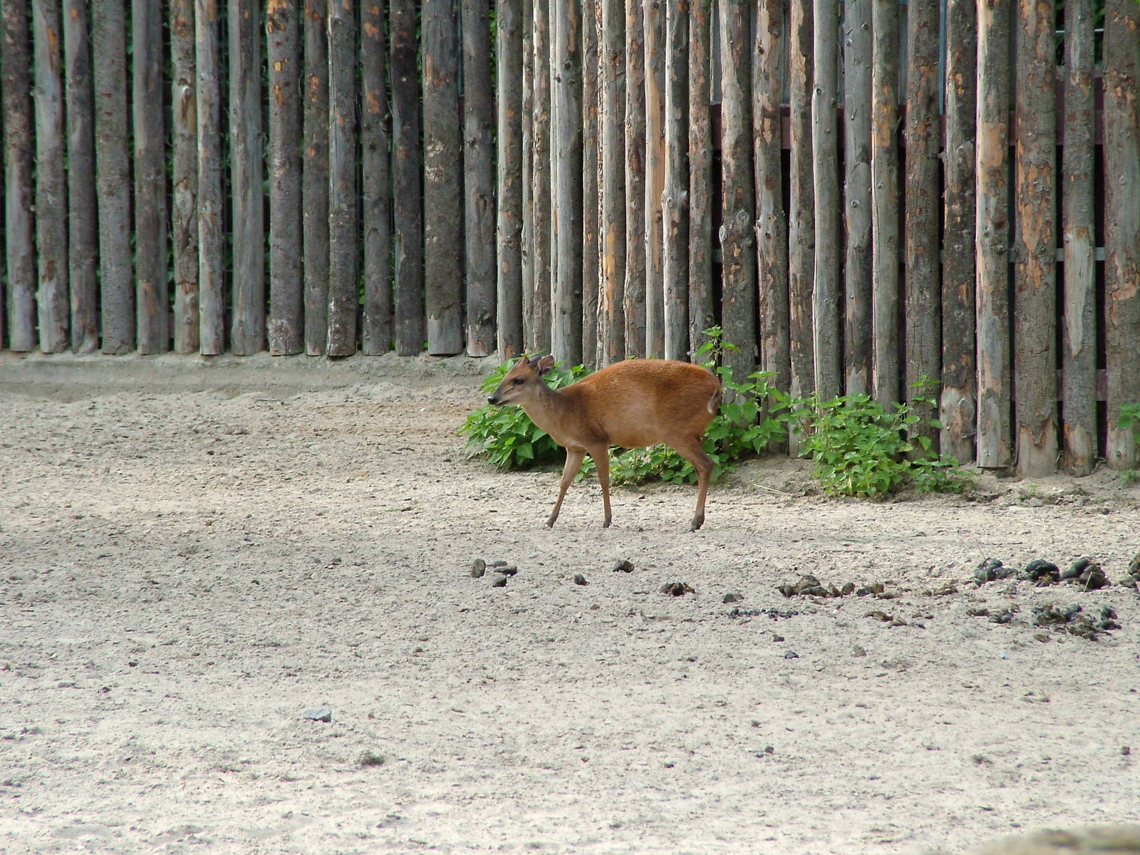 Natal Red Duiker at Landau Zoo, 04/09/10