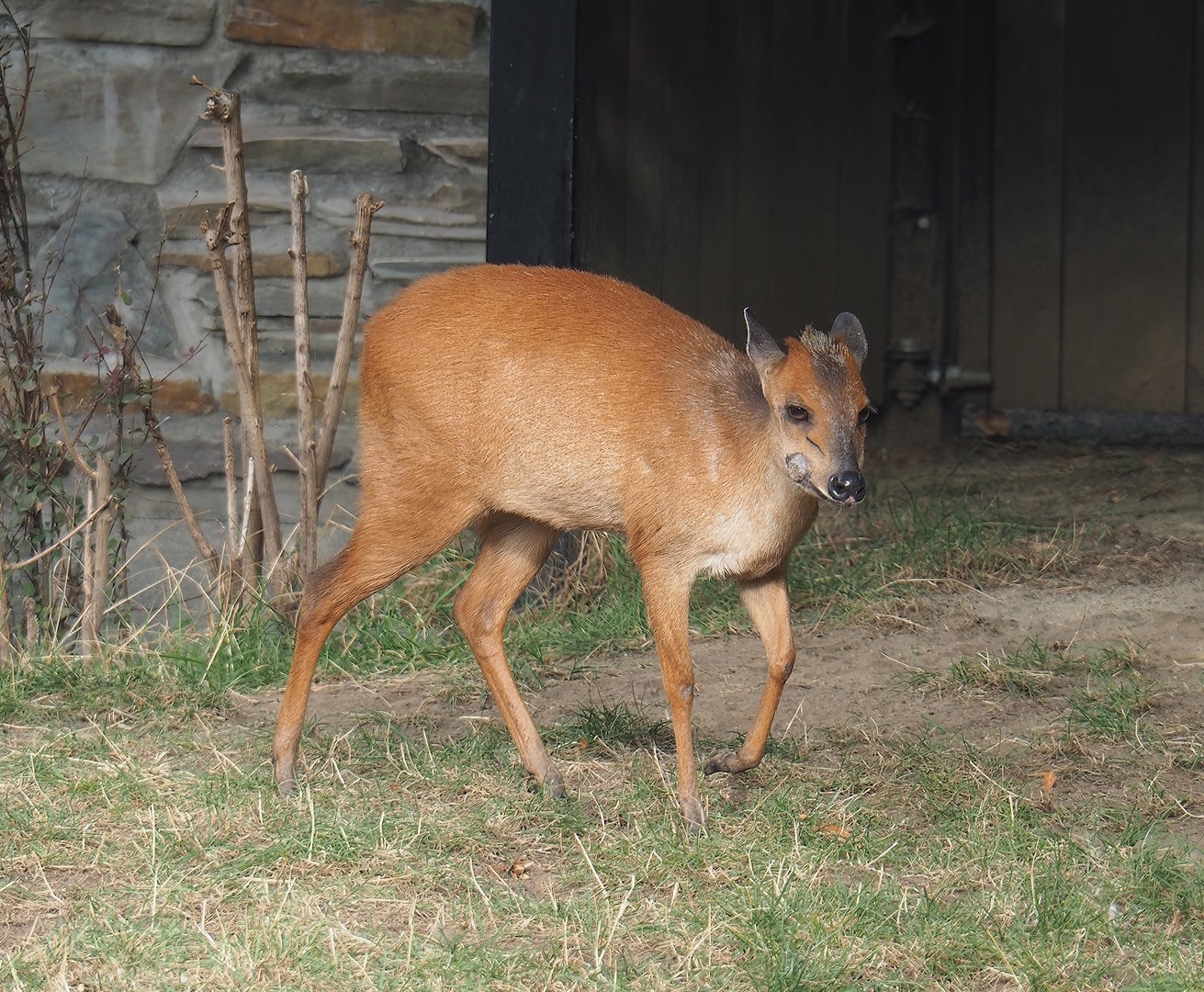 Natal red duiker (Cephalophus natalensis), 2022-09-04