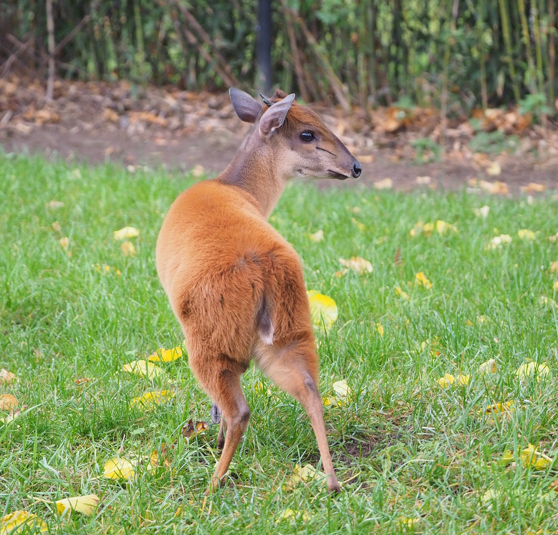 Natal red duiker (Cephalophus natalensis), 2022-10-29