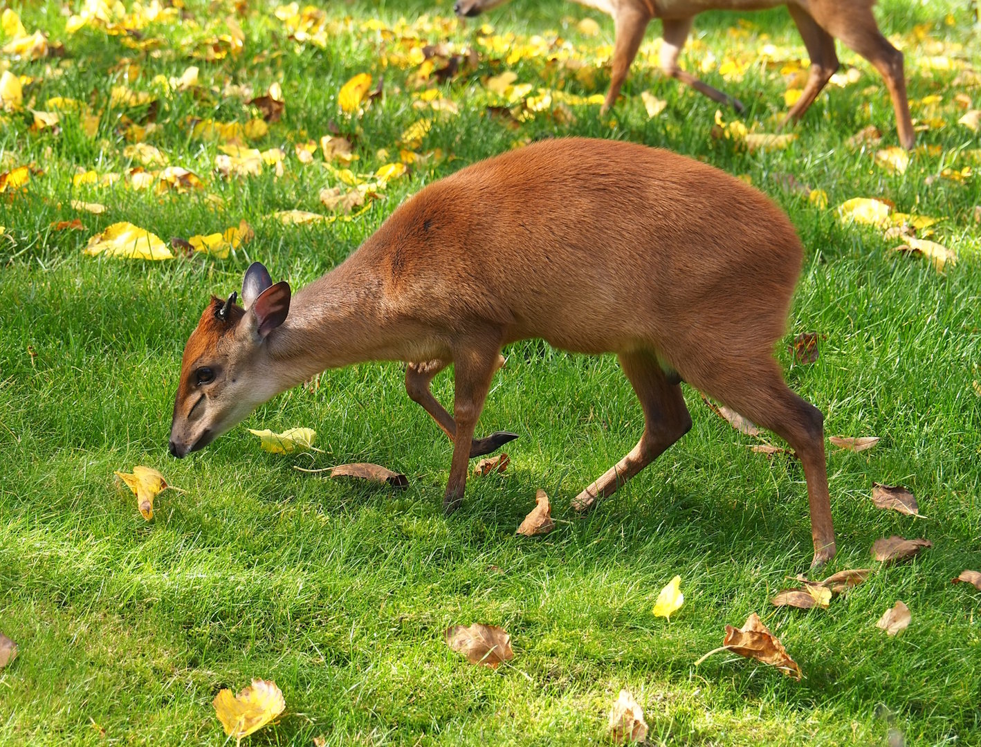 Natal red duiker (Cephalophus natalensis), 2022-10-29