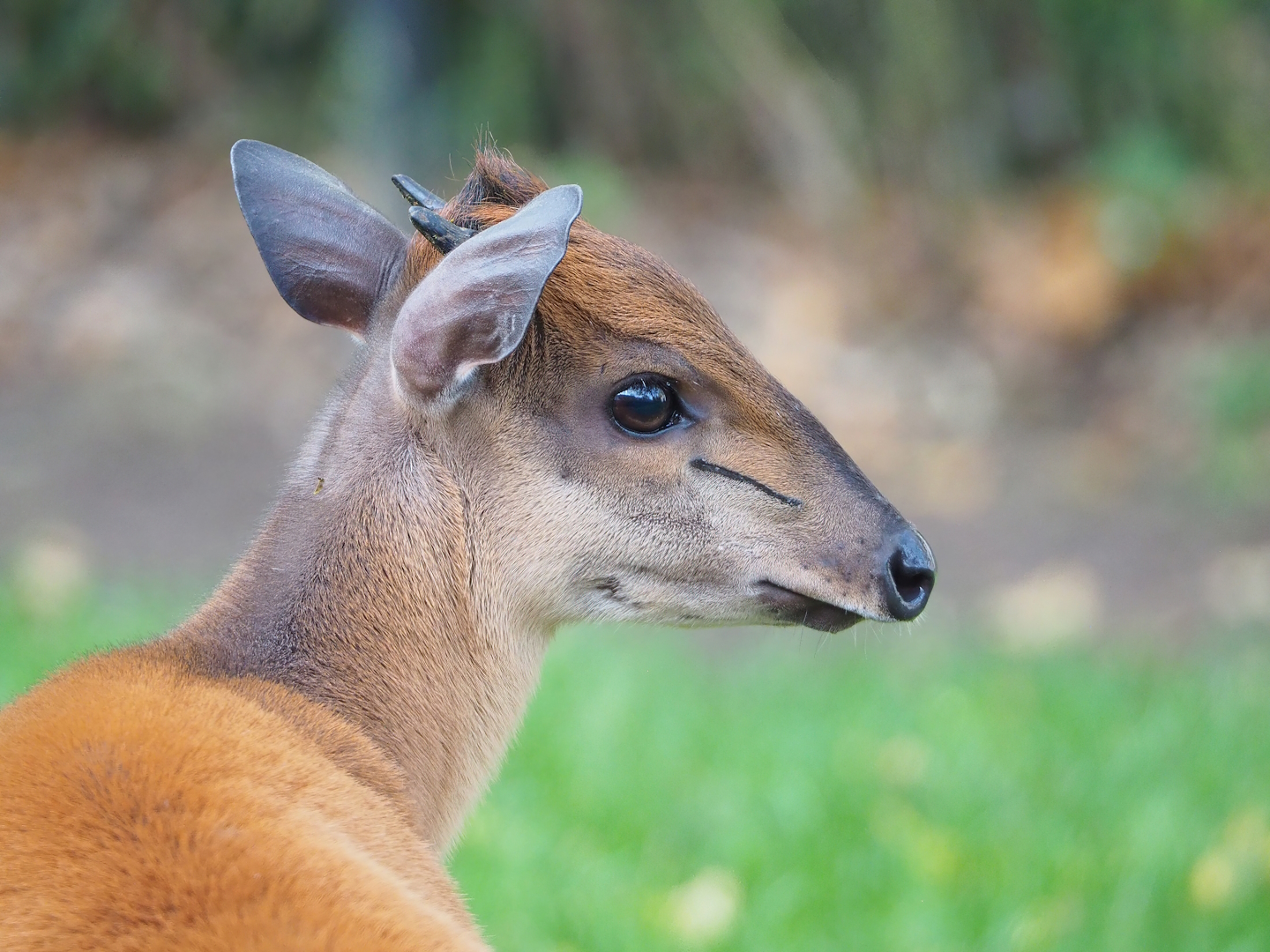 Natal red duiker (Cephalophus natalensis), 2022-10-29