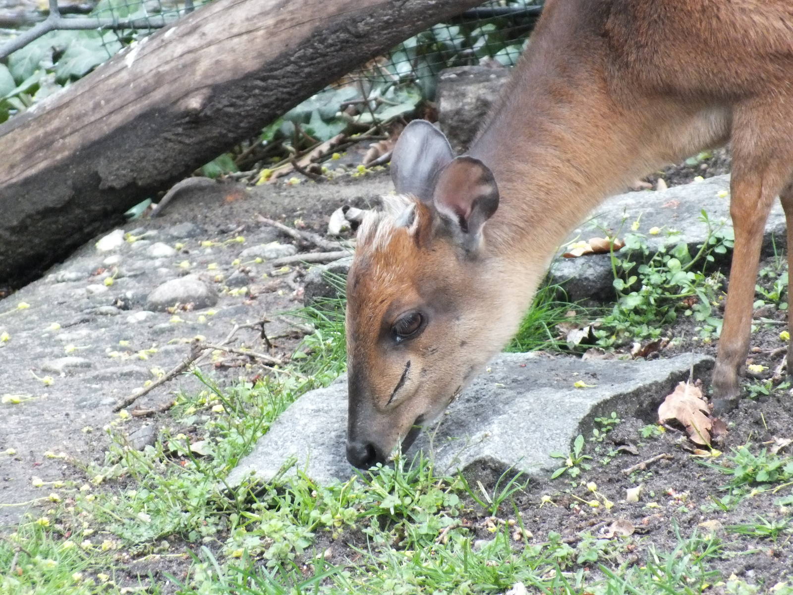 Natal Red Duiker (Cephalophus natalensis) at Zoo Berlin - April 4th 2014