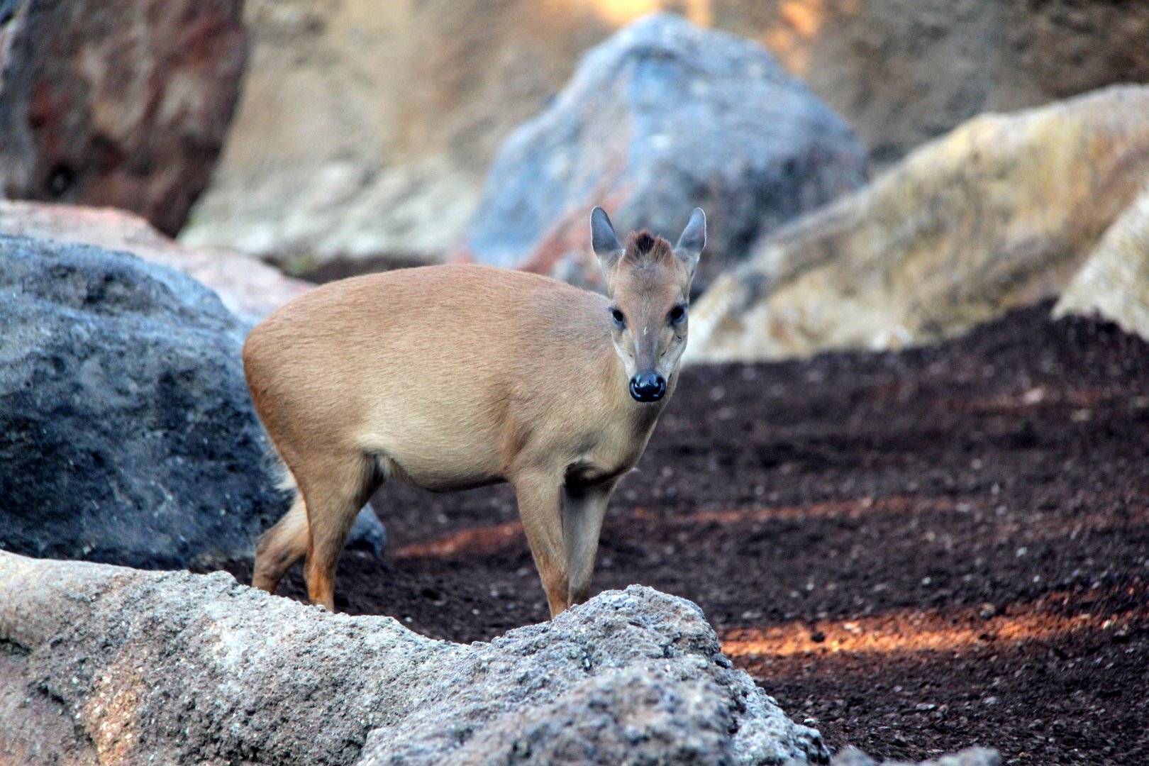 Natal red duiker (Cephalophus natalensis)