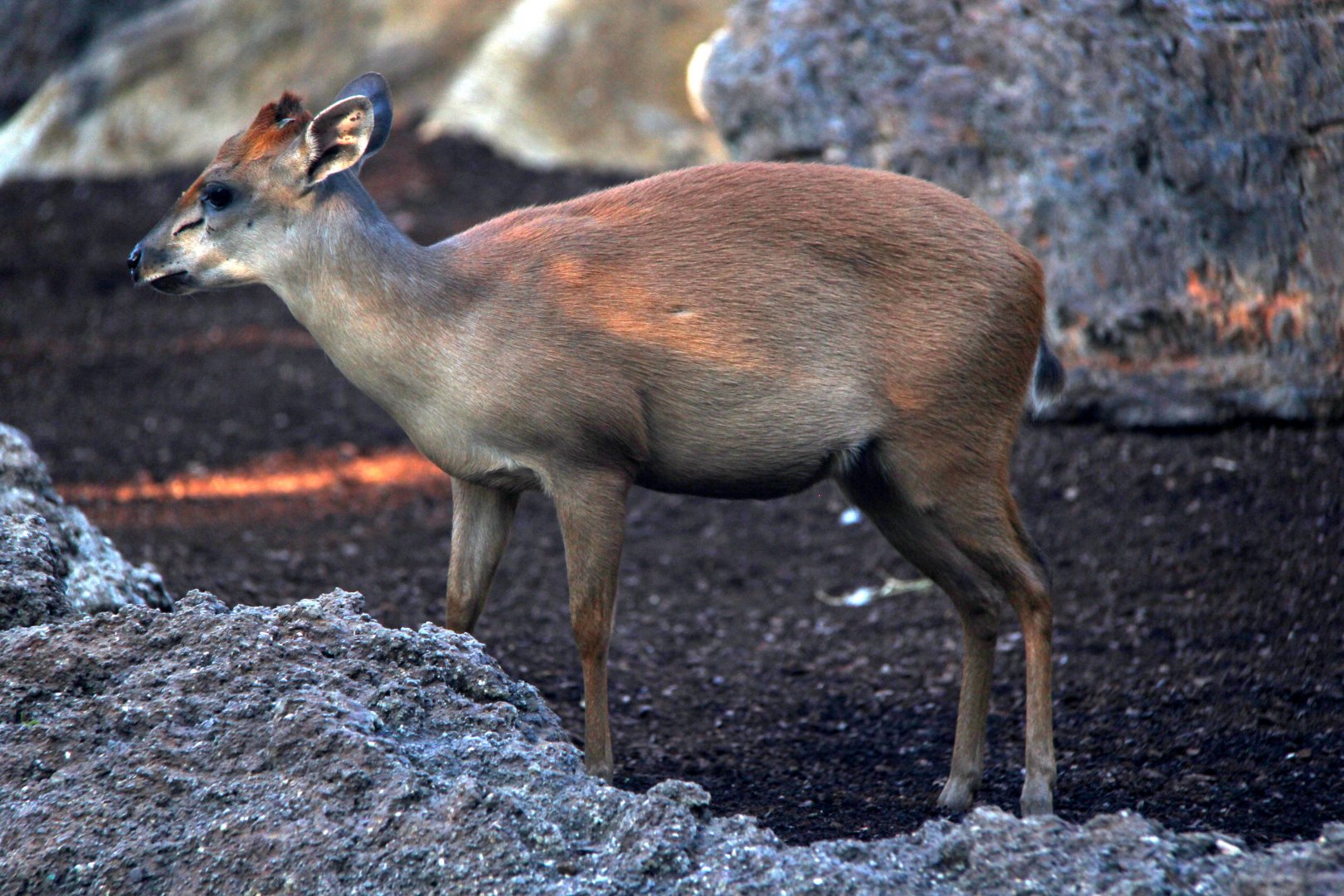 Natal red duiker (Cephalophus natalensis)