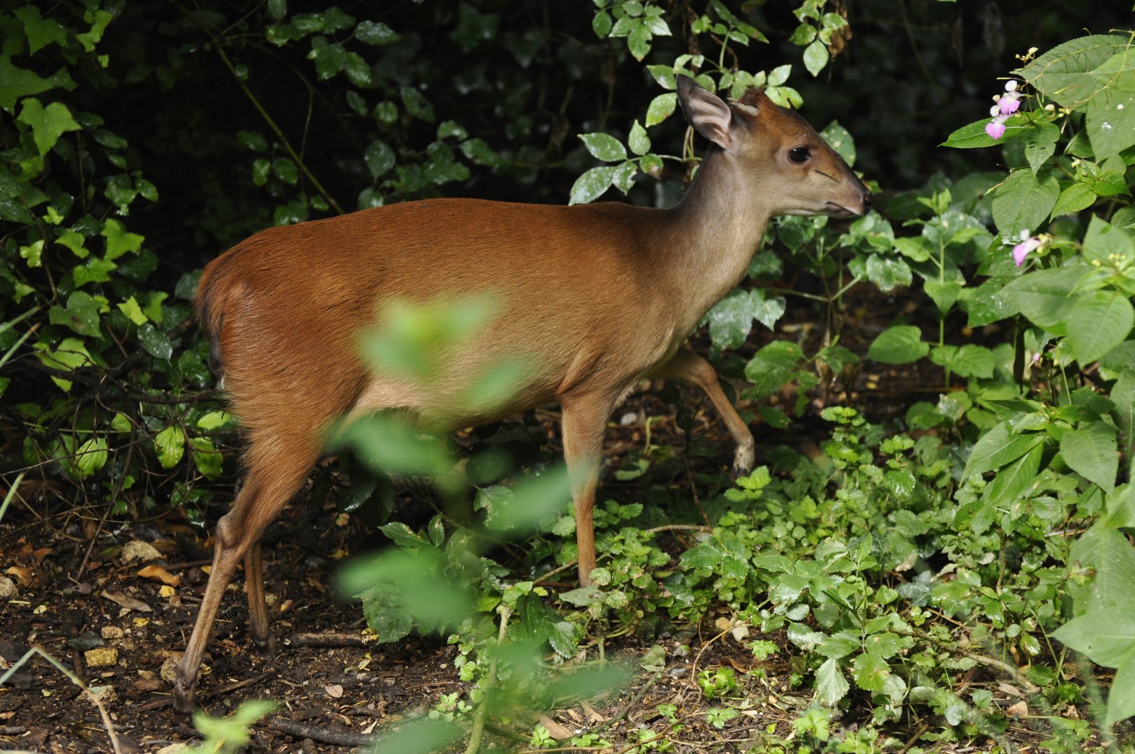 Natal red duiker (Cephalophus natalensis)