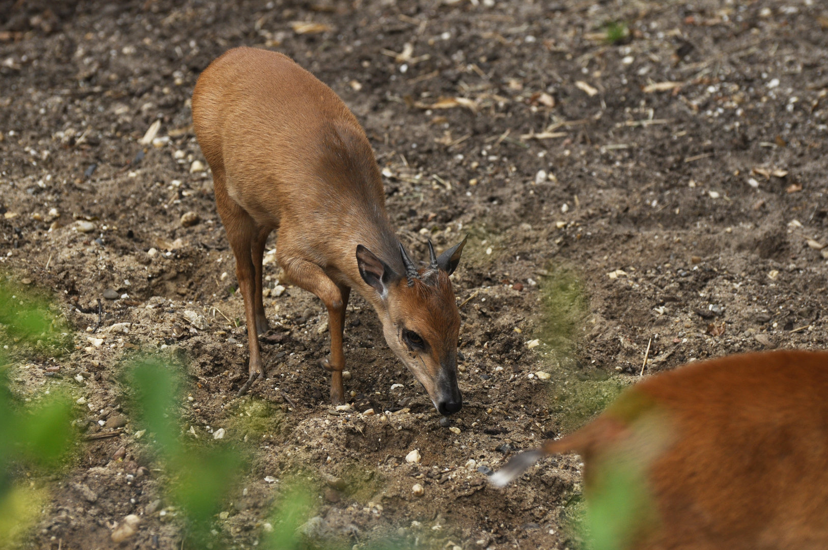 Natal red duiker Cephalophus natalensis