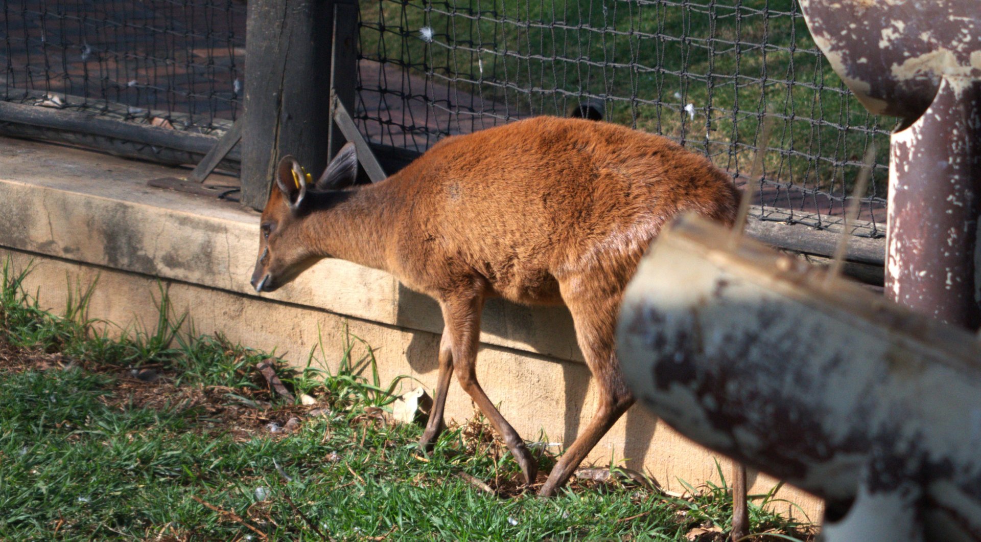 Natal Red Duiker (Cephalophus natalensis)