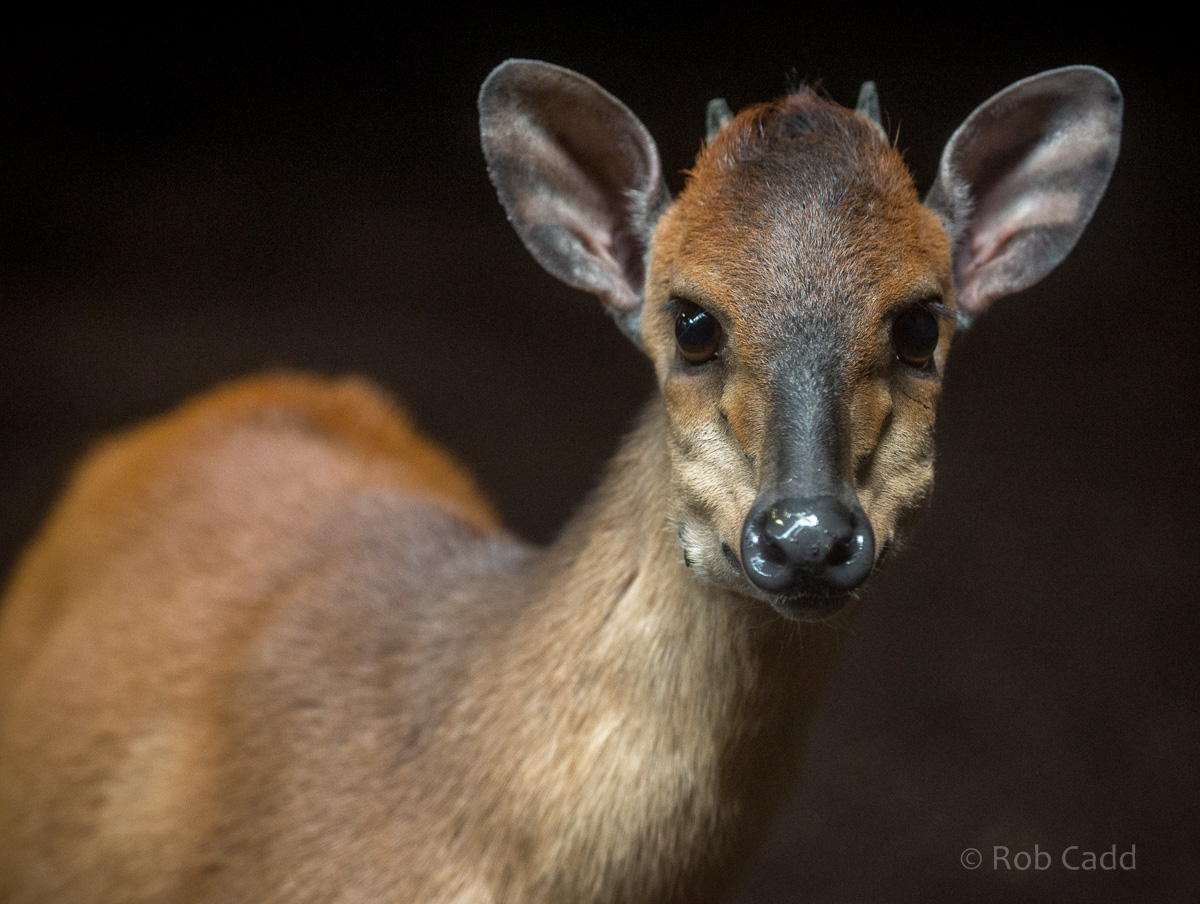 Natal red duiker : Chester : 23 Apr 2016