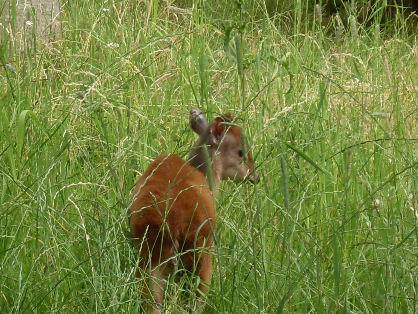 Natal Red Duiker Chester Zoo 4/7/2010